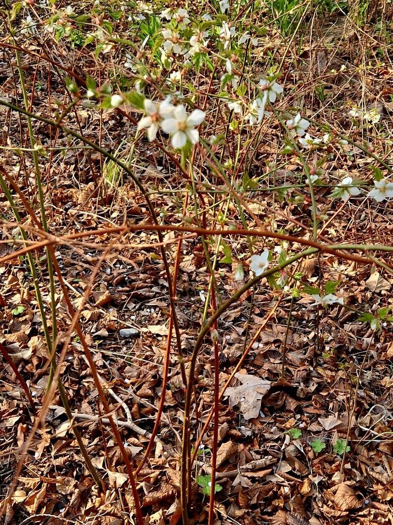 Rubus palmatus habit