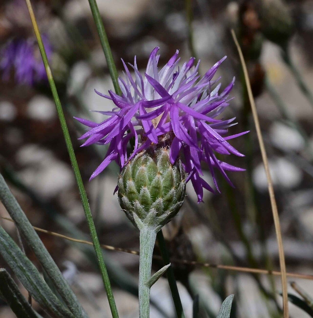 Centaurea subtilis flower