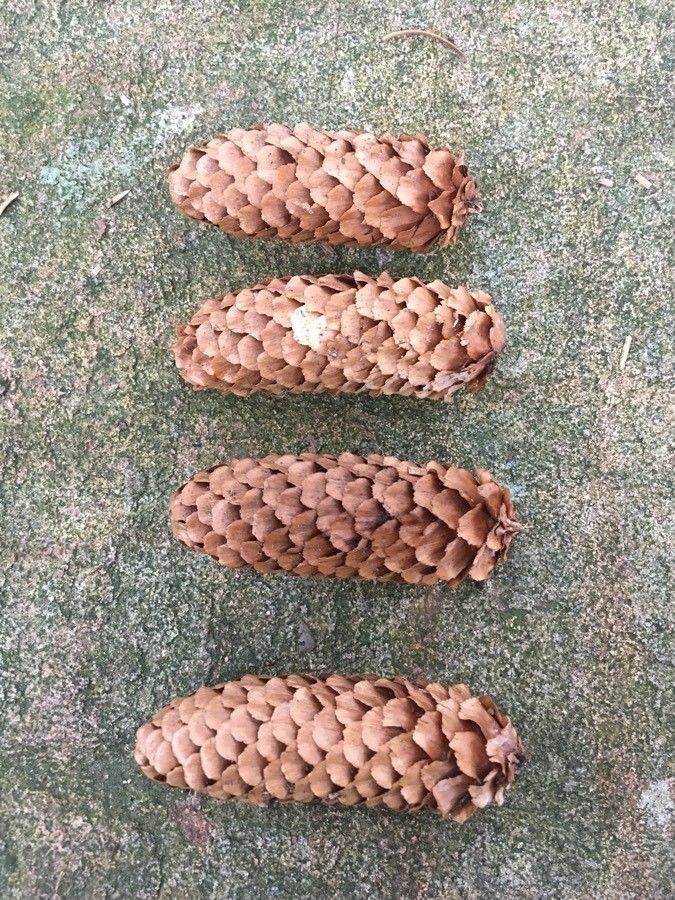 Picea jezoensis fruit