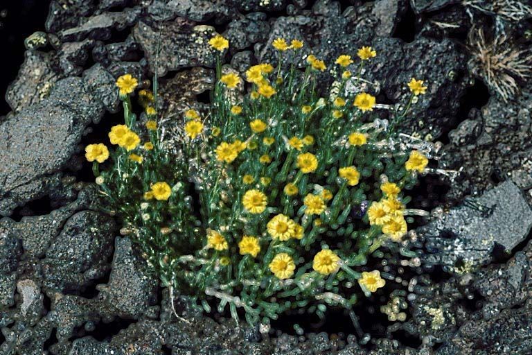 Erigeron linearis habit