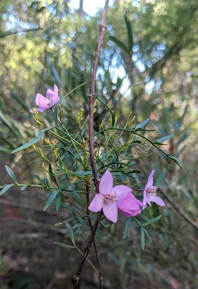 Boronia pinnata flower