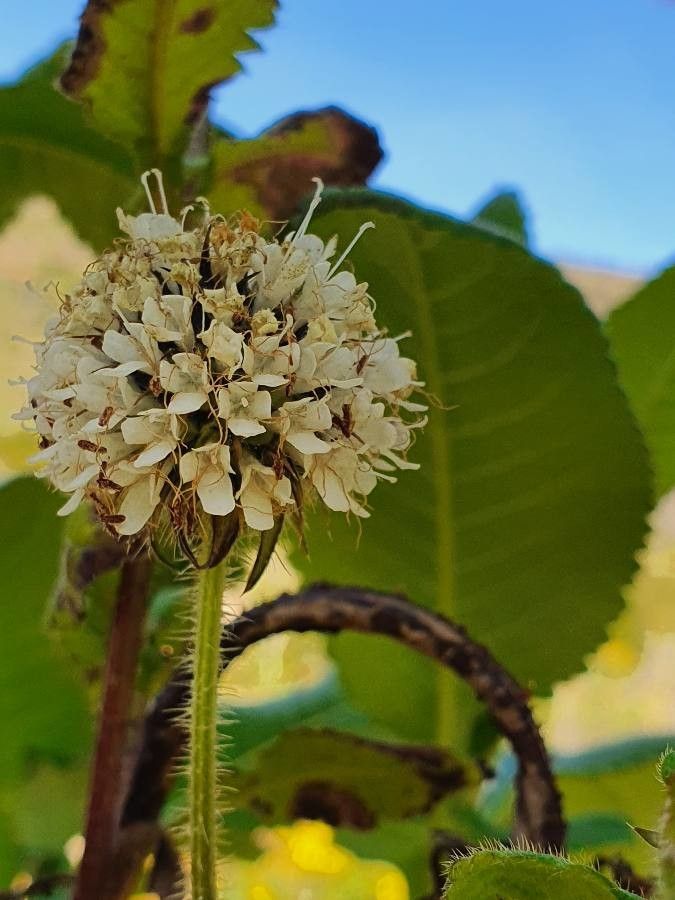 Dipsacus pinnatifidus flower