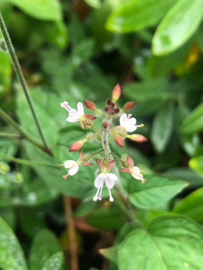 Kalmia angustifolia flower