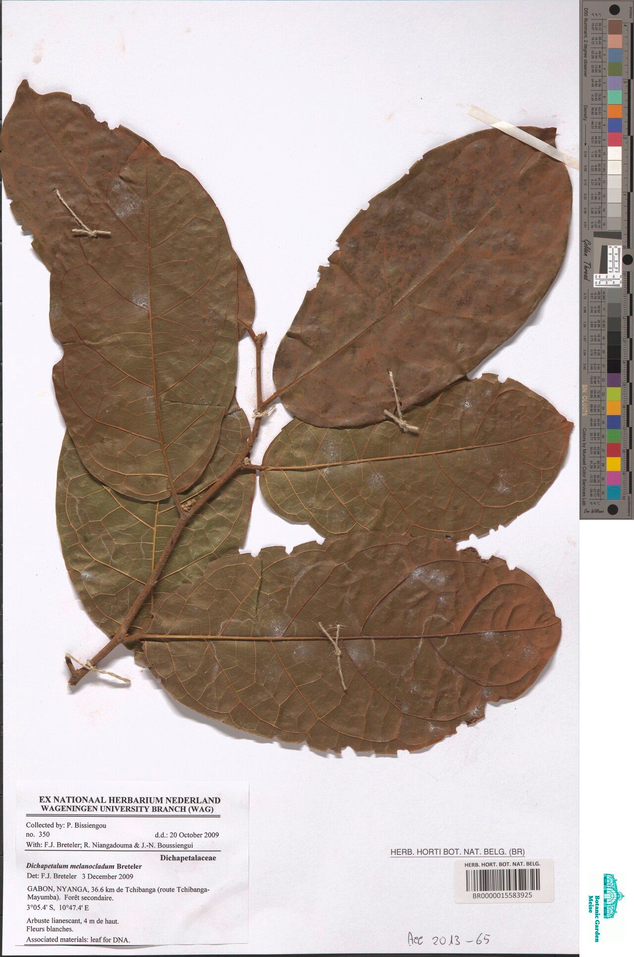 Dichapetalum melanocladum — houseplant care guide