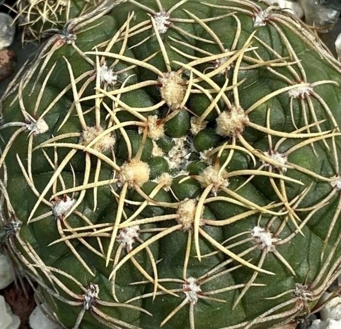 Gymnocalycium uruguayense — search result for 'Gymnocalycium'