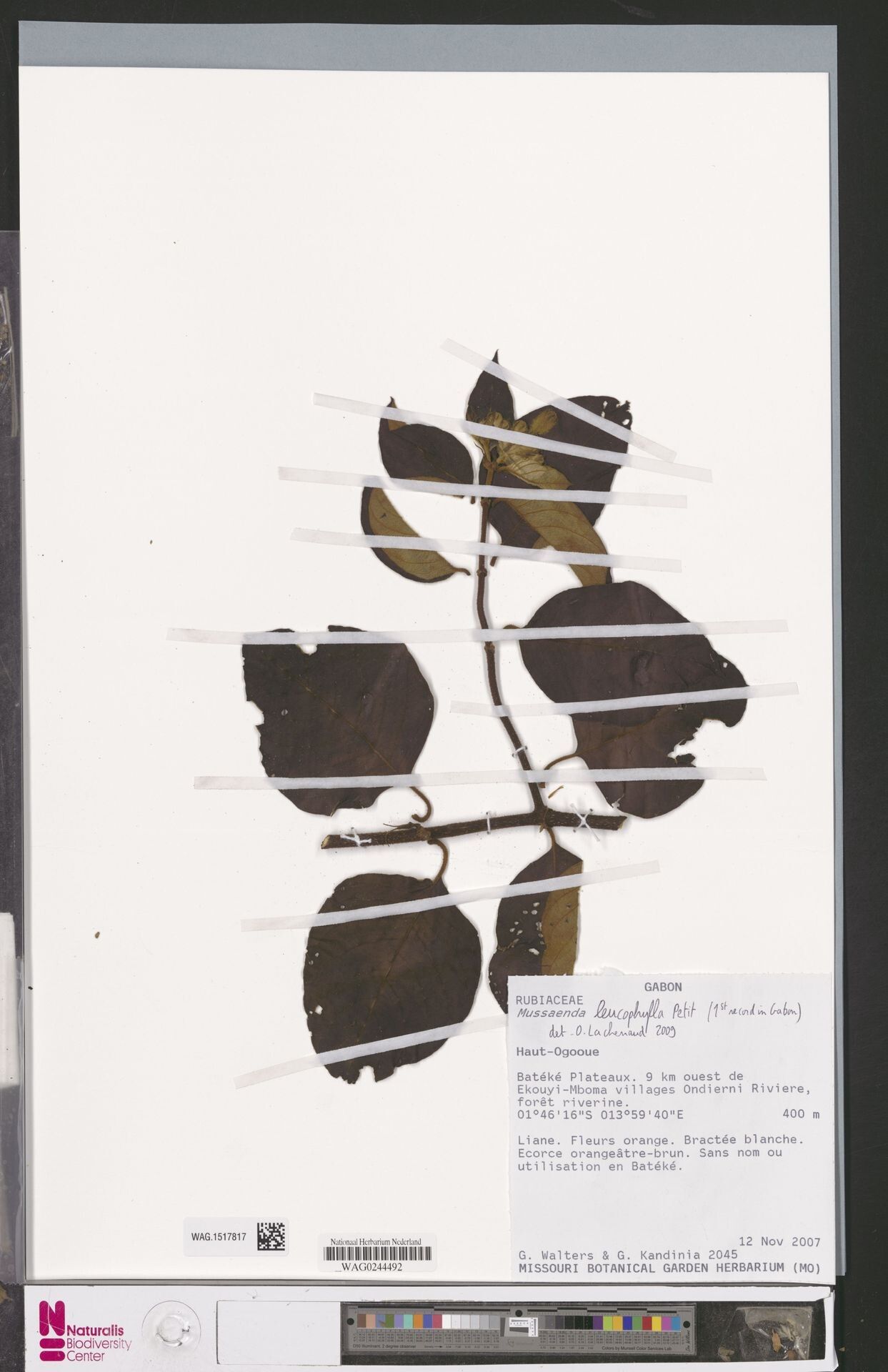 Mussaenda leucophylla — search result for 'Mussaenda'