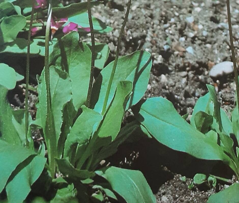 Primula pauciflora — search result for 'Primula'