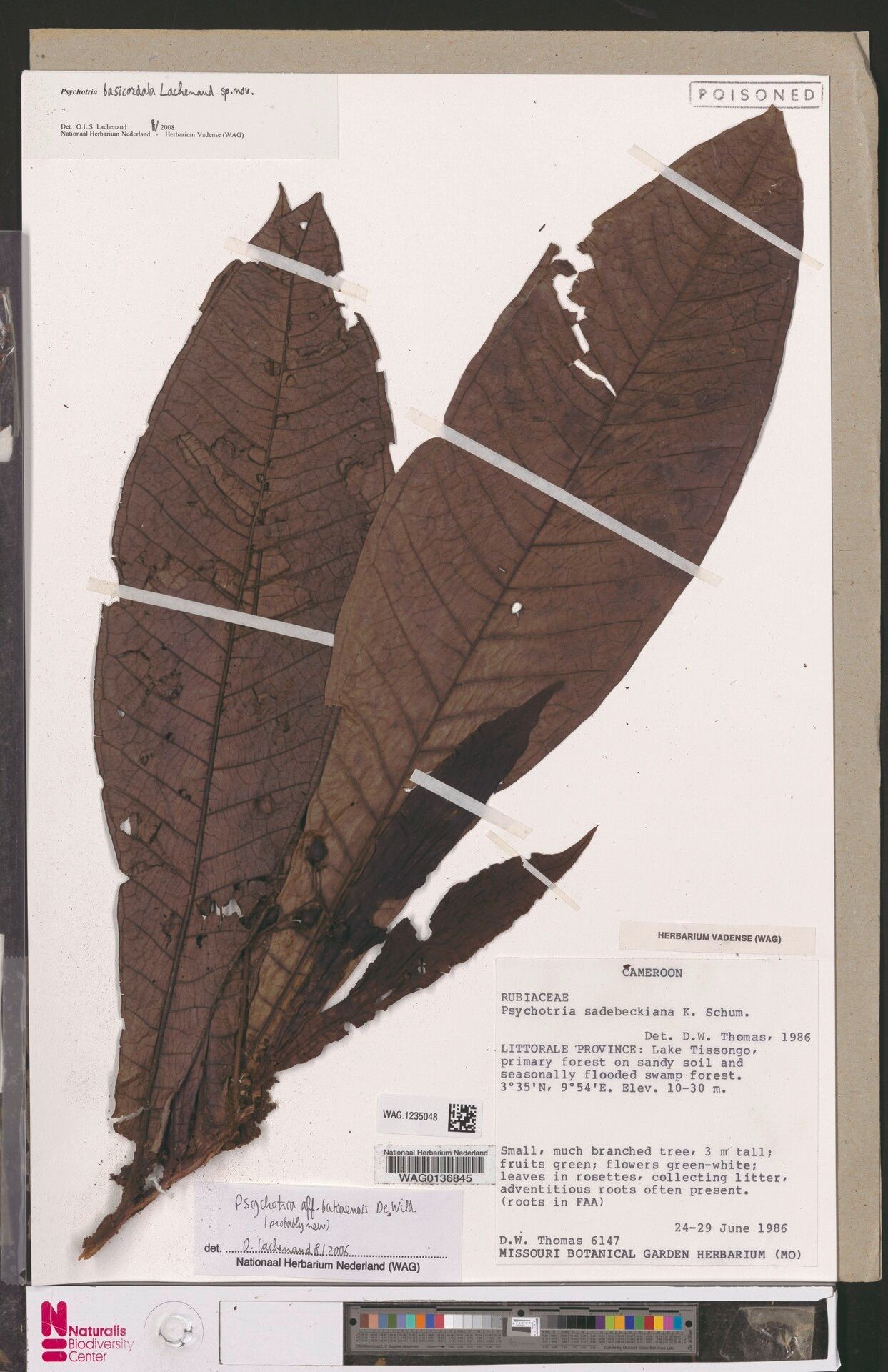 Psychotria basicordata — houseplant care guide