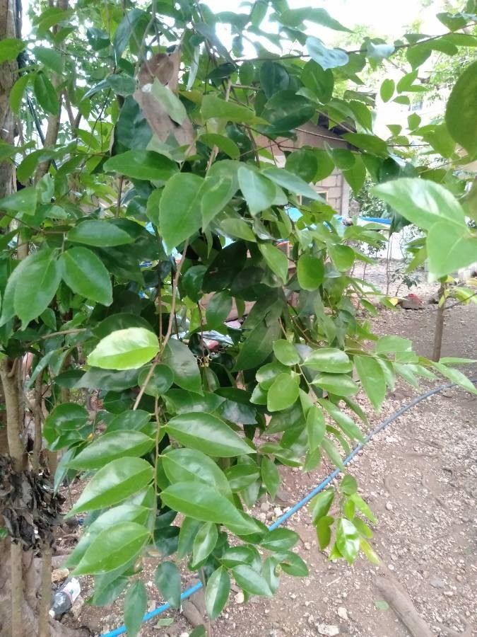 Flacourtia rukam — related species from the same genus