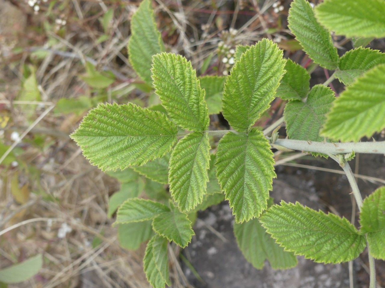Rubus apetalus — search result for 'Rubus'