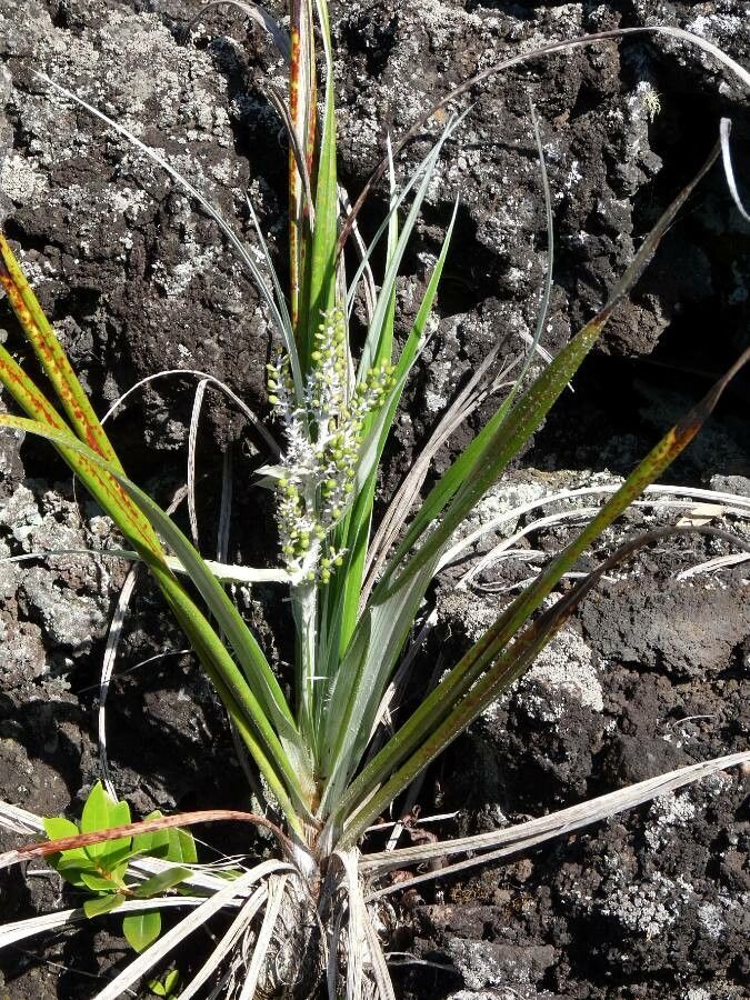 Astelia banksii leaf
