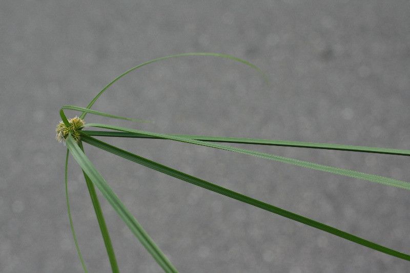 Kyllinga polyphylla leaf