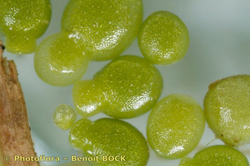 Wolffia arrhiza fruit