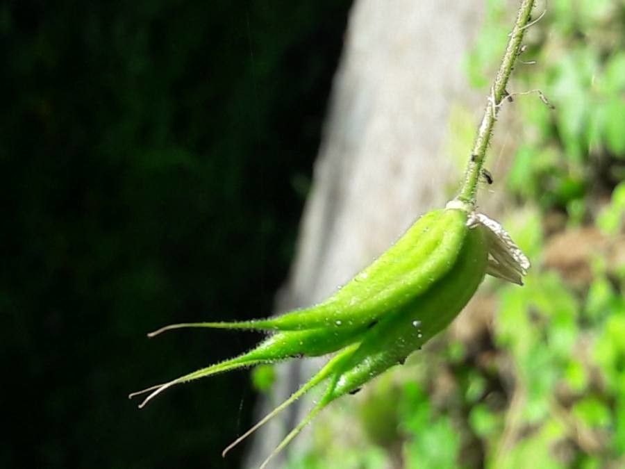 Aquilegia atrata fruit