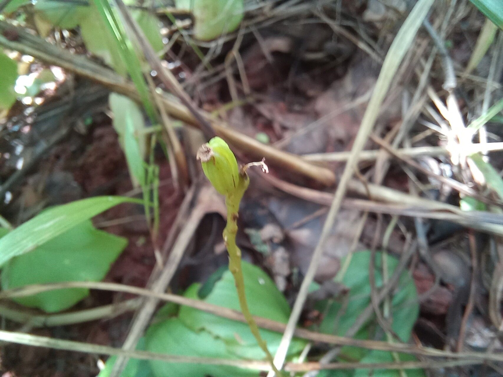 Malaxis katangensis — related species from the same genus