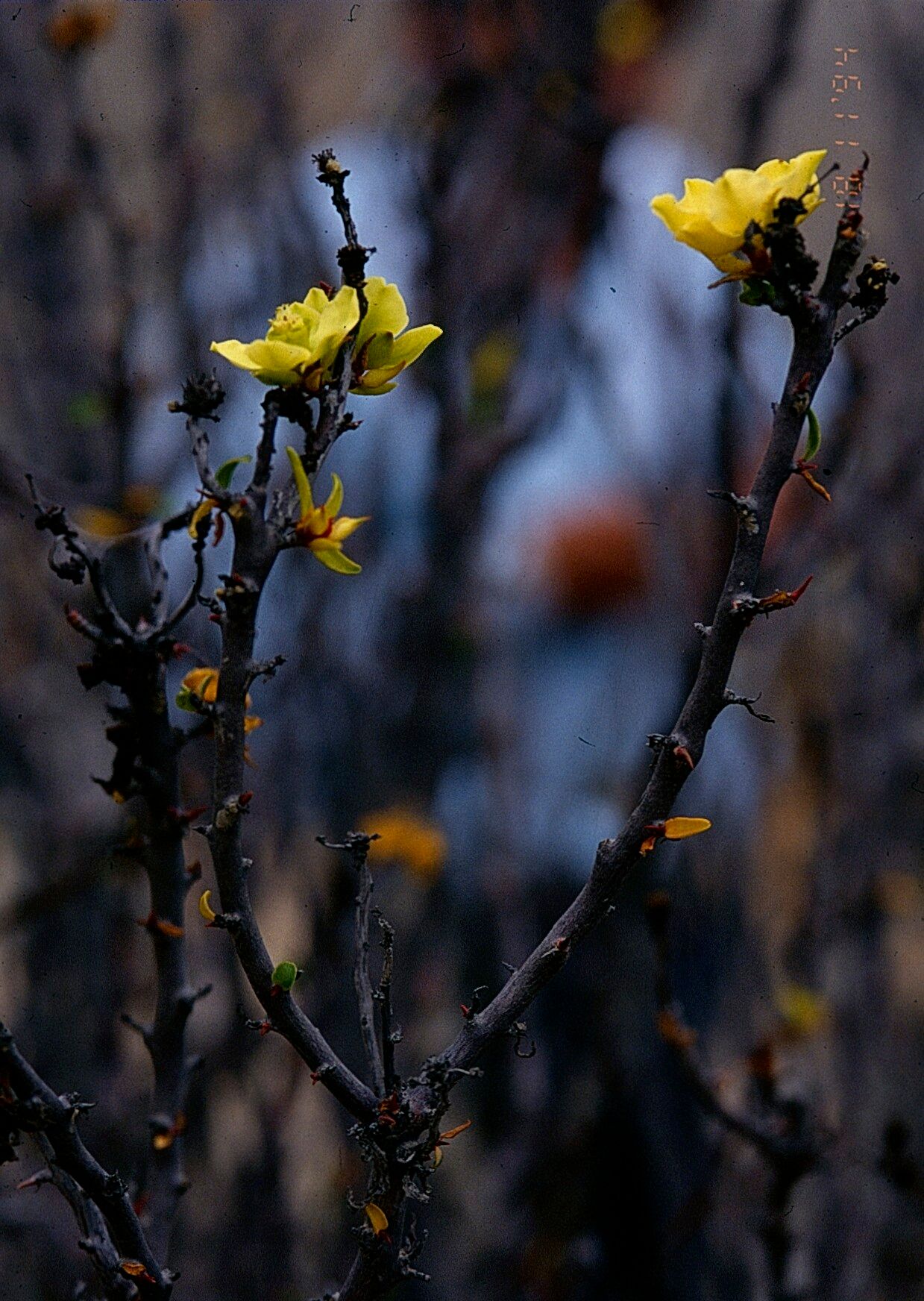 Euphorbia lactiflua habit