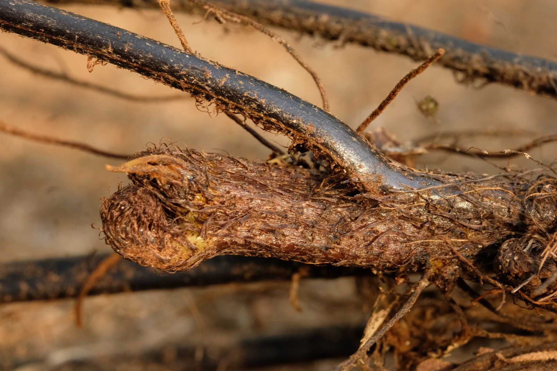 Asplenium eurysorum other