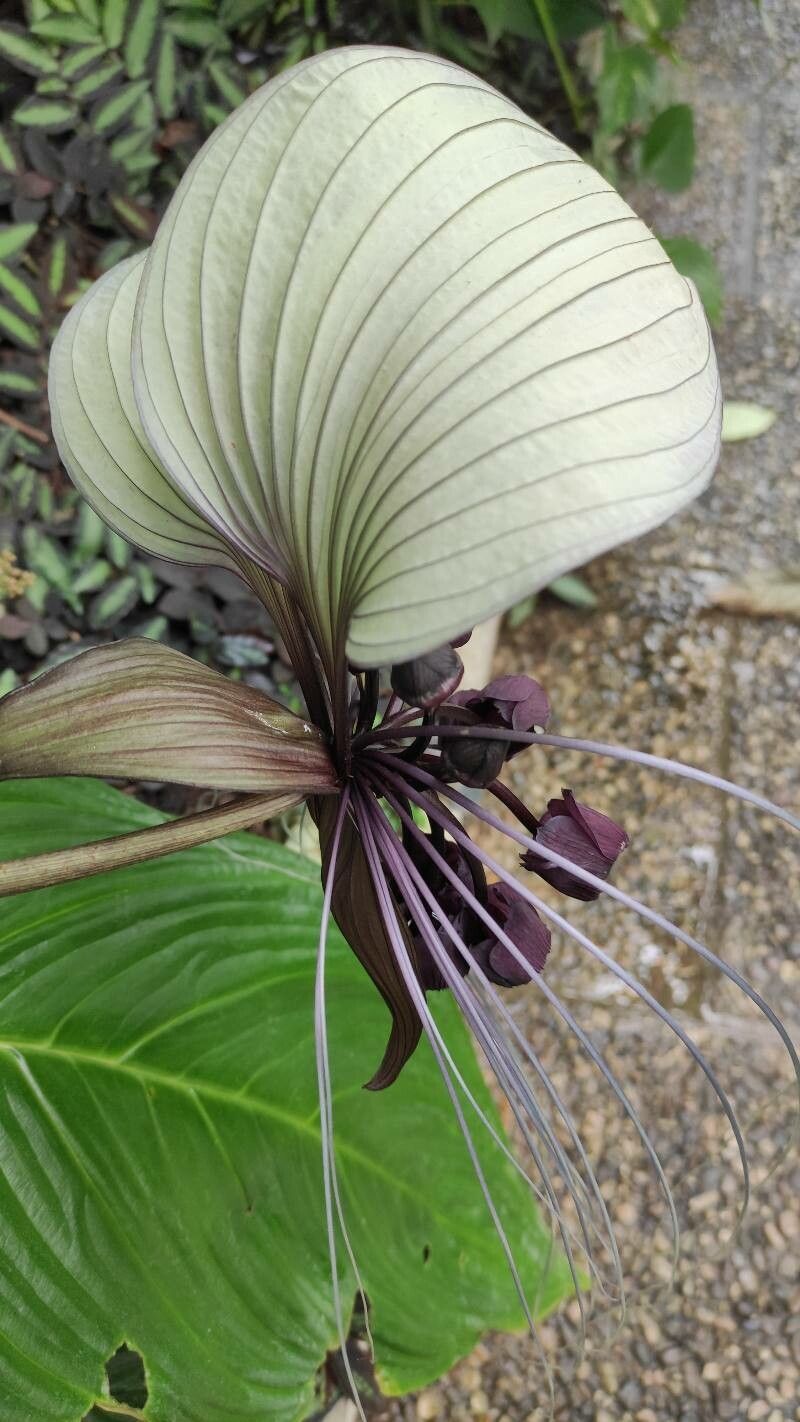 Tacca integrifolia flower