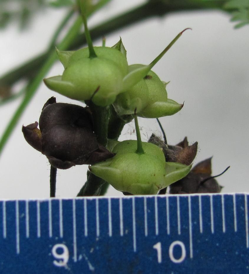 Ipomoea ramosissima fruit