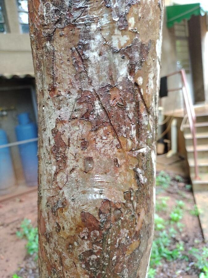 Psidium acutangulum bark