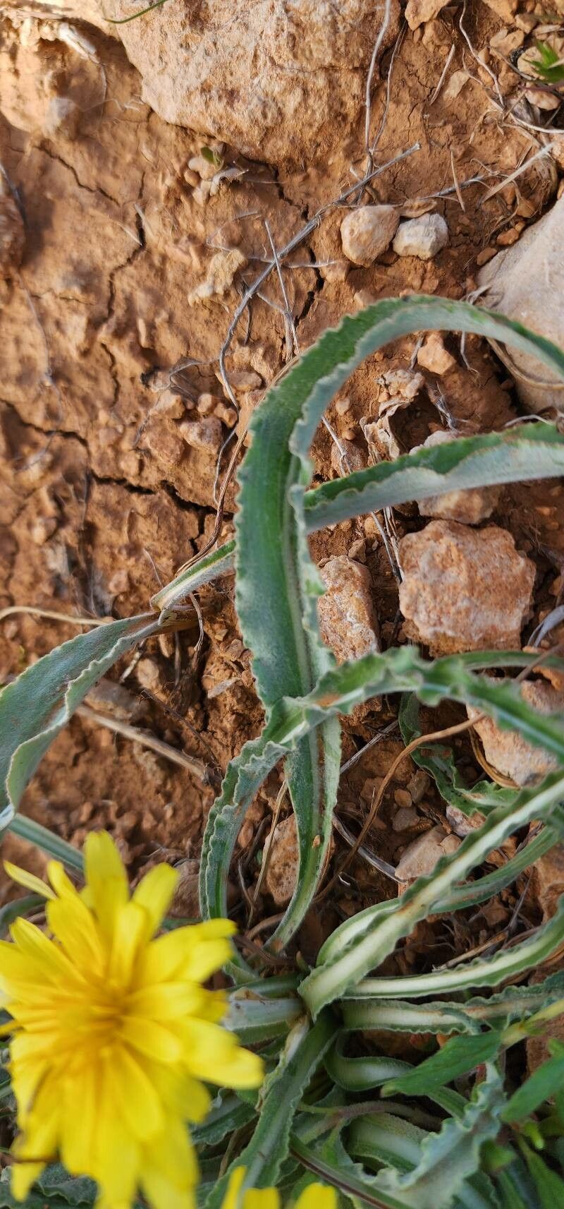 Scorzonera schweinfurthii leaf