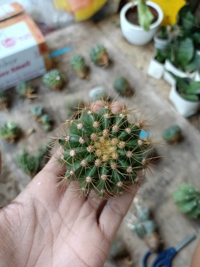 Coleocephalocereus aureus flower