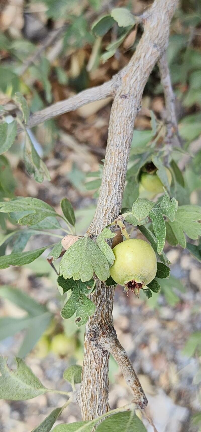 Crataegus pontica bark