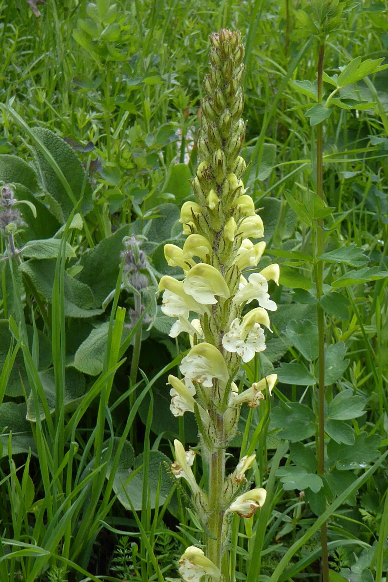 Pedicularis dolichorrhiza — houseplant care guide