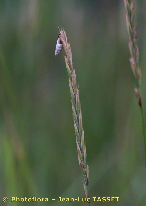 Thinopyrum × duvalii — houseplant care guide