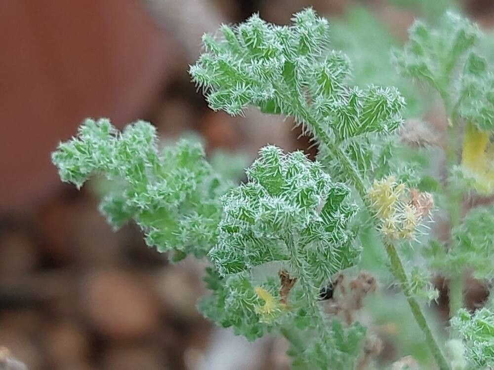 Pelargonium hirtum — houseplant care guide