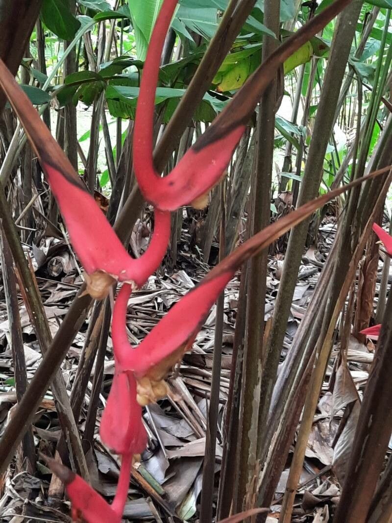 Heliconia trichocarpa — search result for 'Heliconia'