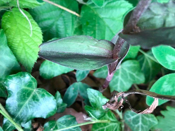 Epipactis purpurata leaf