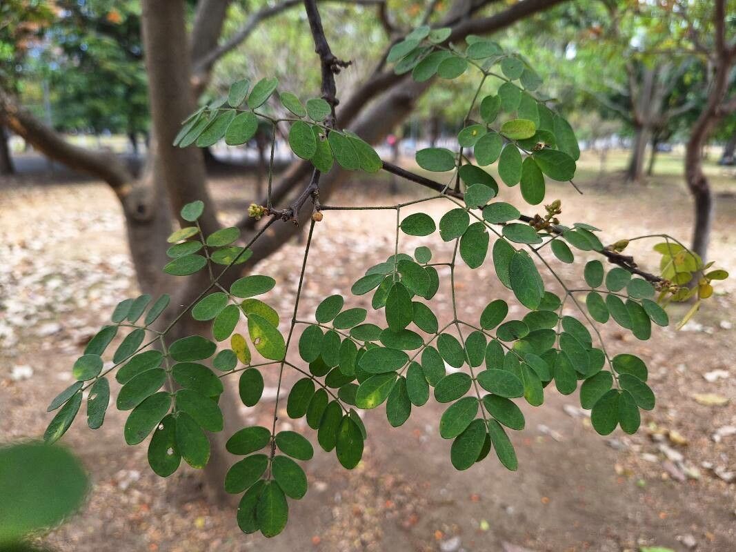 Erythrostemon exostemma — related species from the same genus