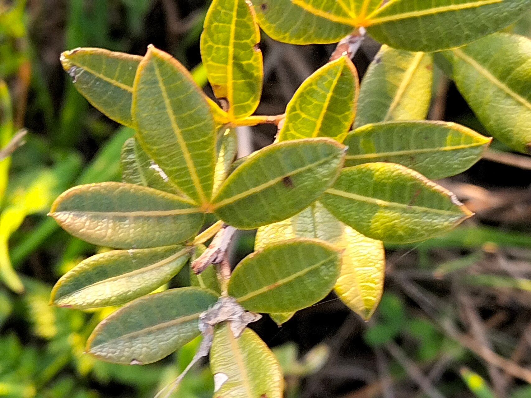 Searsia laevigata leaf