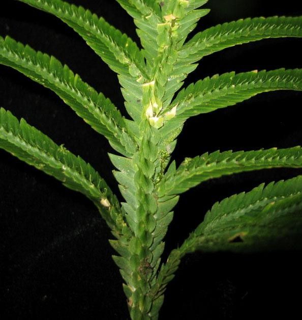 Selaginella bombycina bark