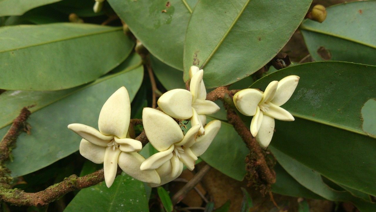 Xylopia bocatorena flower