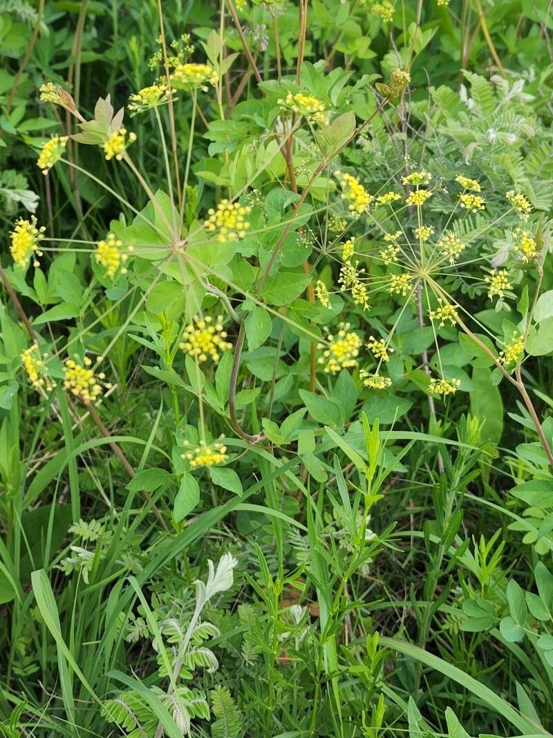 Taenidia integerrima flower