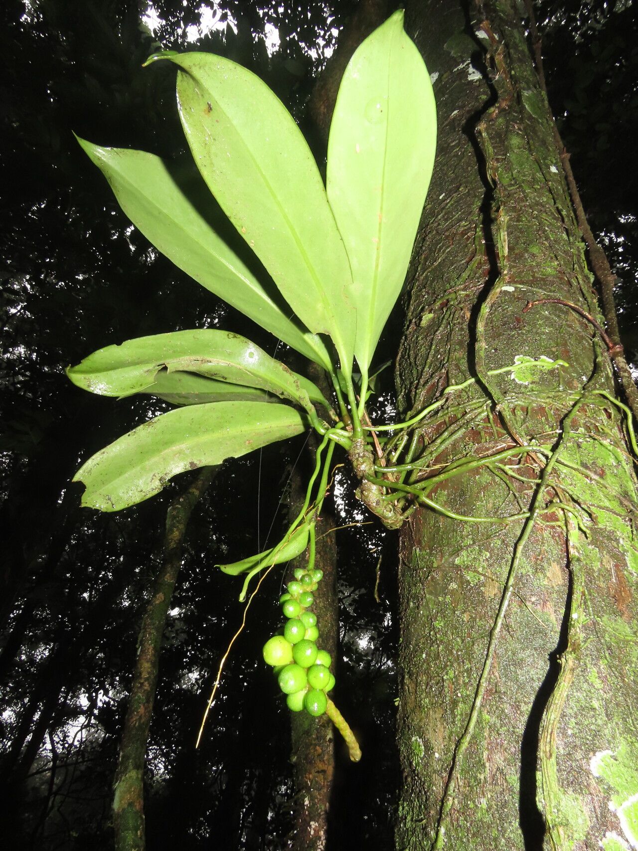 Anthurium pittieri — houseplant care guide