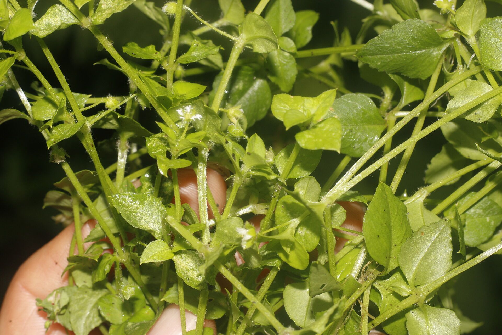 Stellaria ovata flower