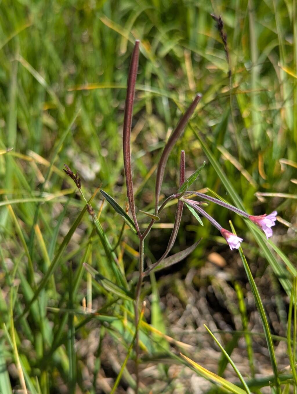 Epilobium nutans flower