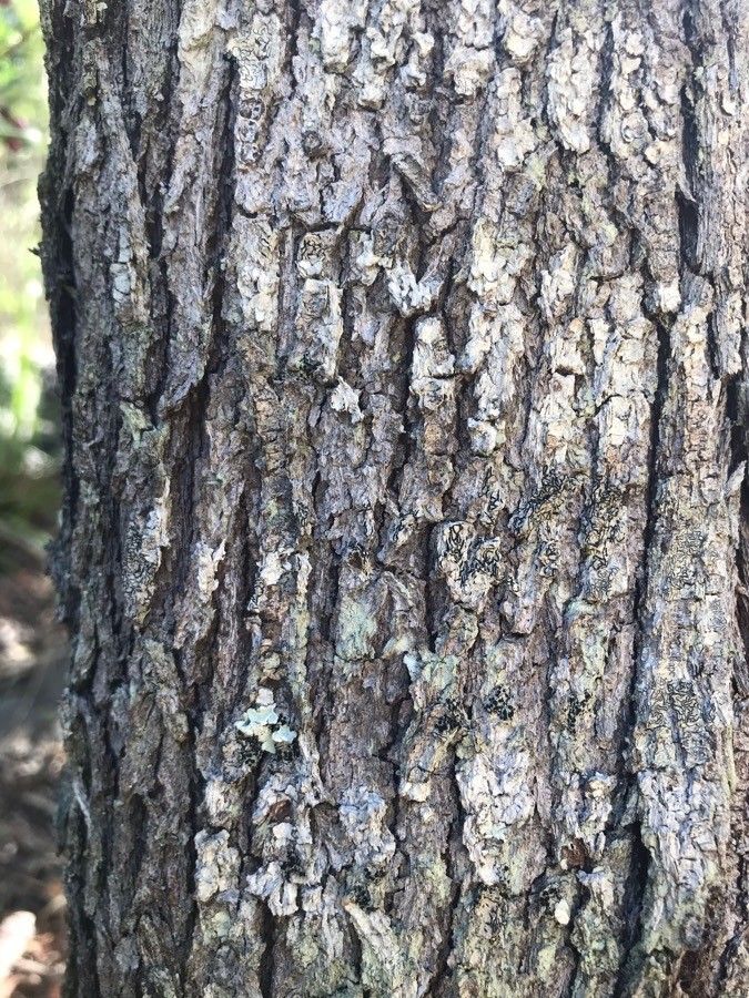 Acronychia laevis bark