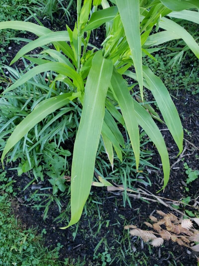 Coix lacryma-jobi — search result for 'Poaceae'