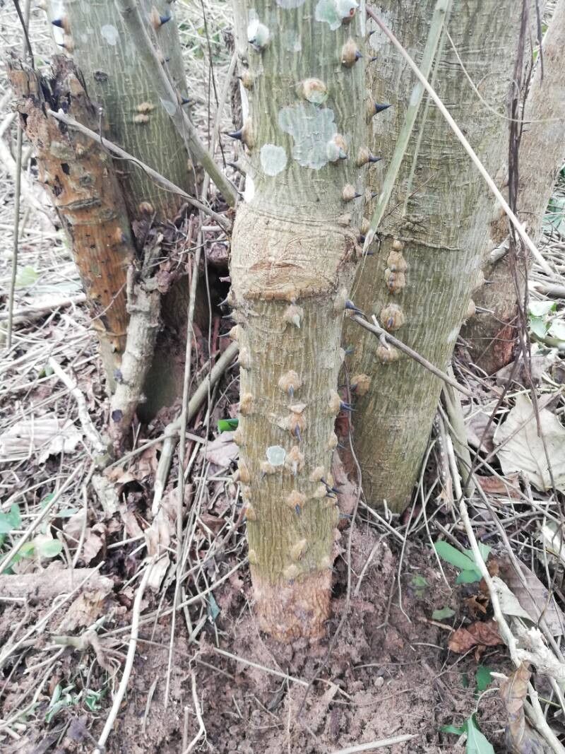 Erythrina droogmansiana bark