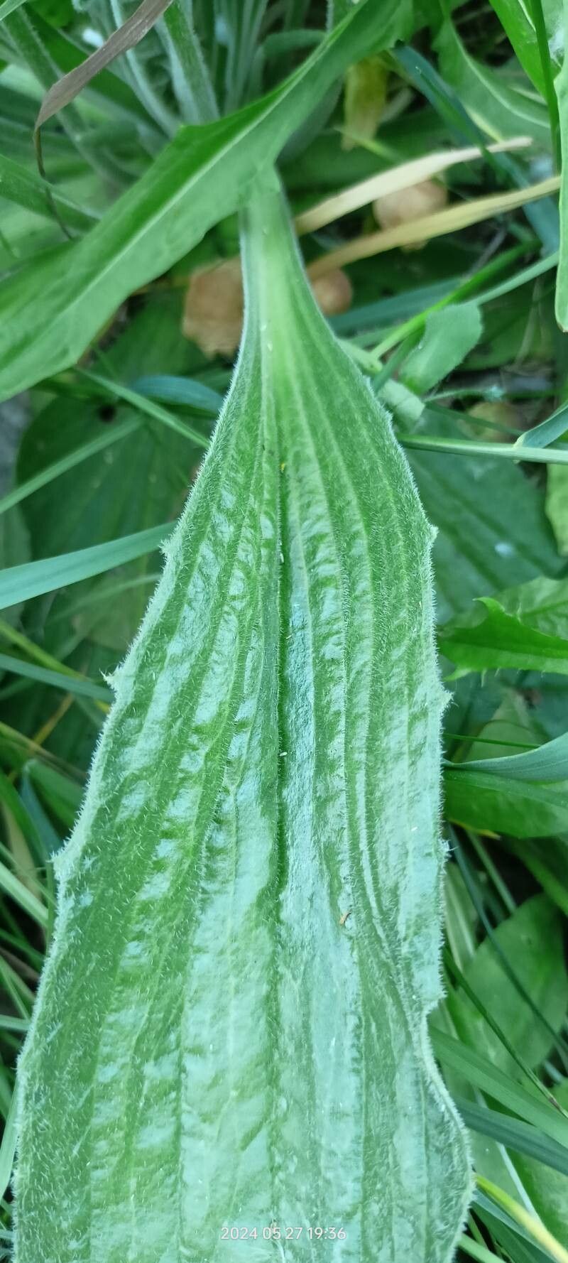 Plantago urvillei leaf