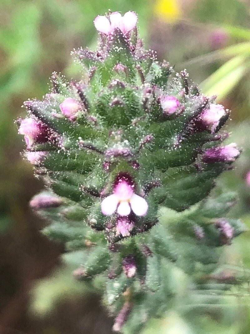 Parentucellia latifolia flower