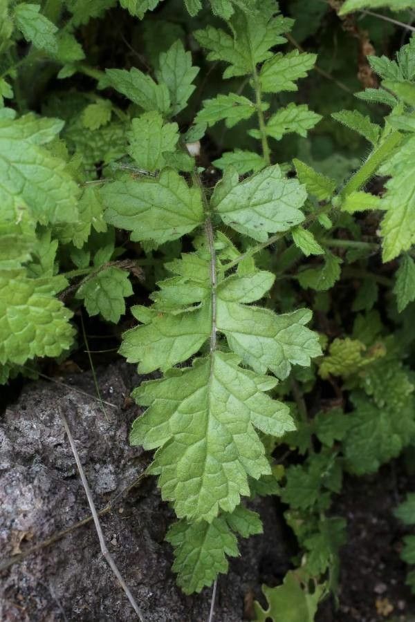 Verbascum rupestre — search result for 'Verbascum'