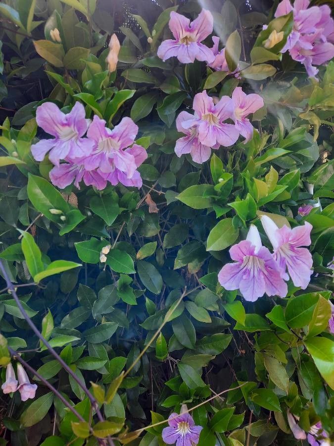 Bignonia callistegioides — search result for 'Bignoniaceae'