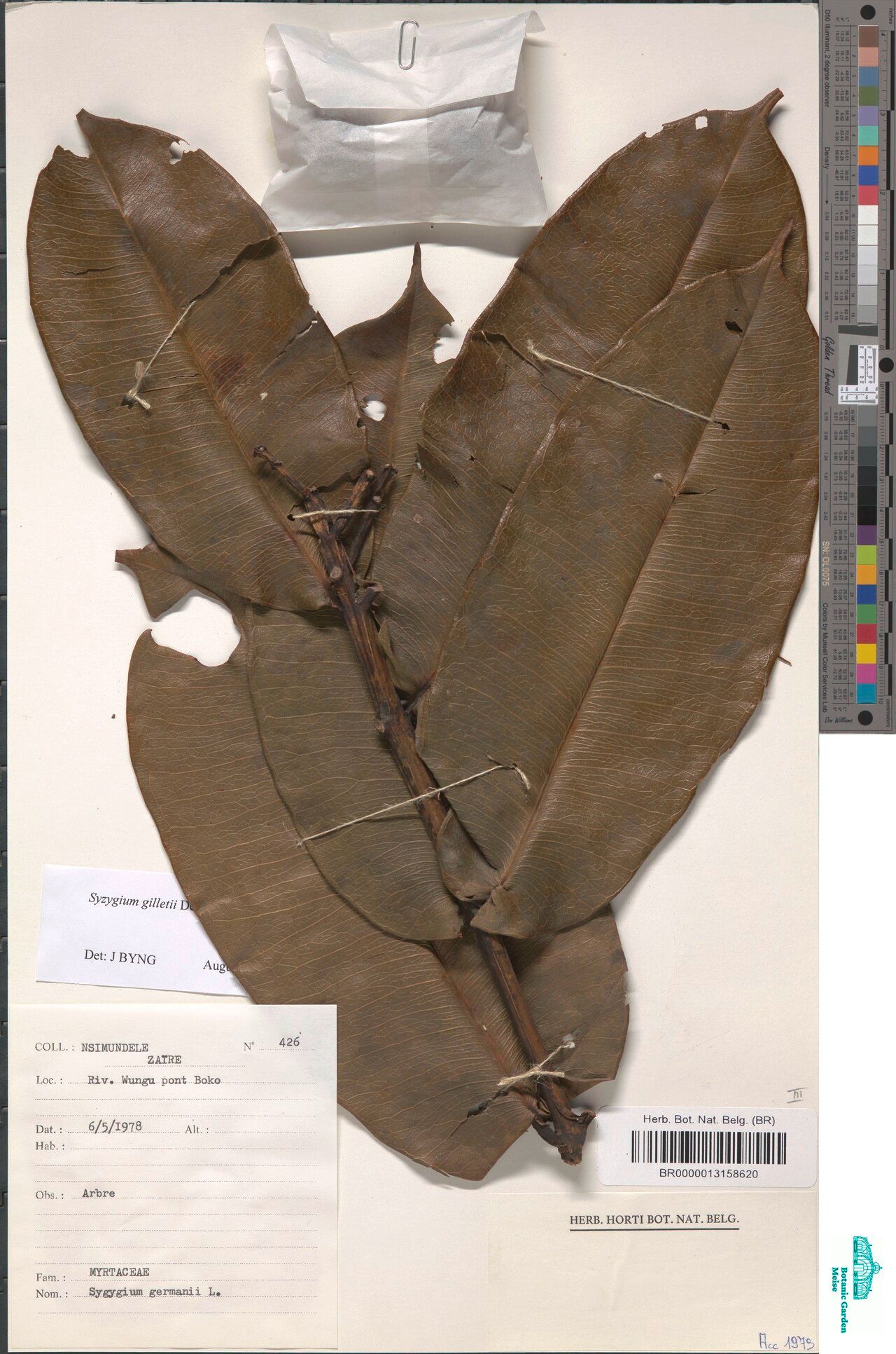 Syzygium gilletii — houseplant care guide