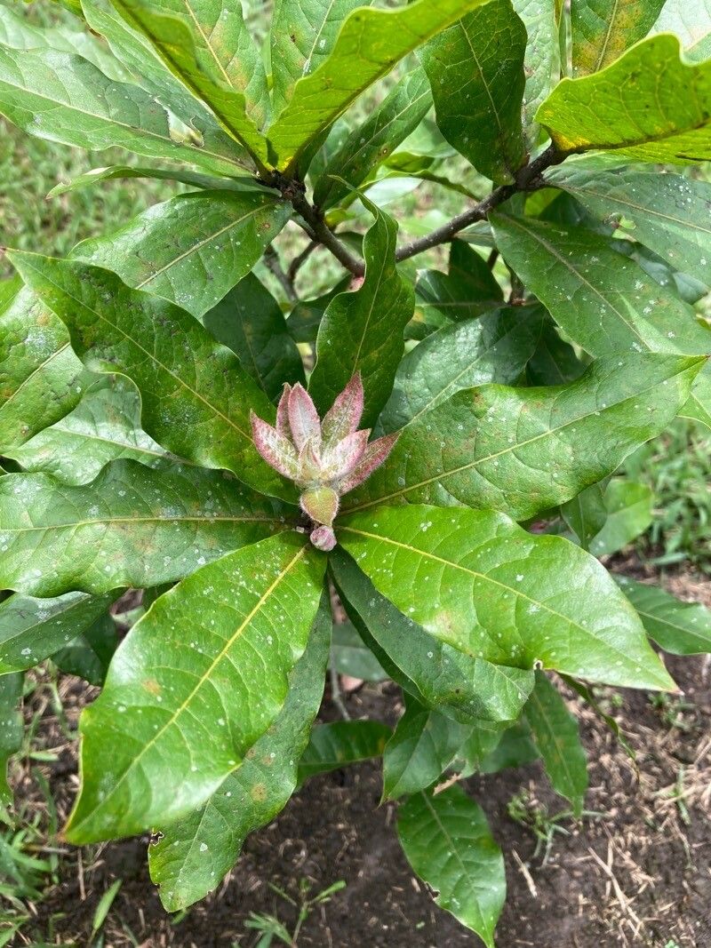 Quercus humboldtii — search result for 'Ecuador'