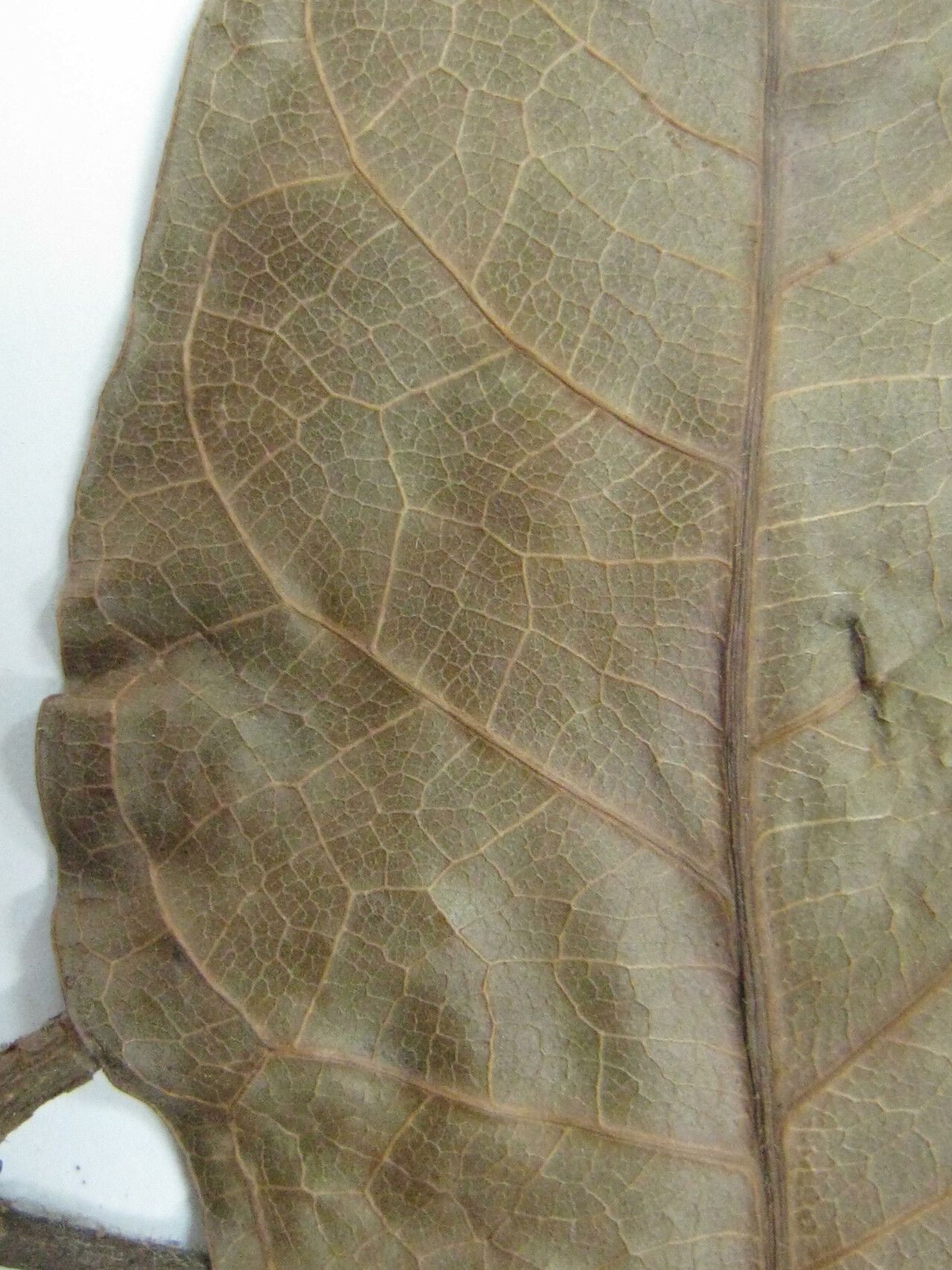 Dacryodes cuspidata other